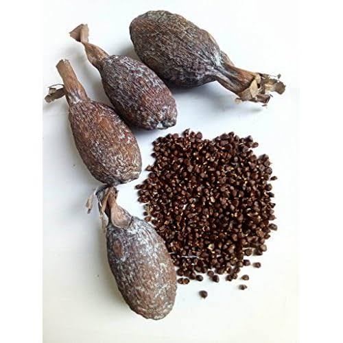 Alligator Pepper